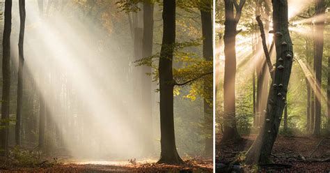 How to Photograph Sun Rays in a Forest - TrendRadars