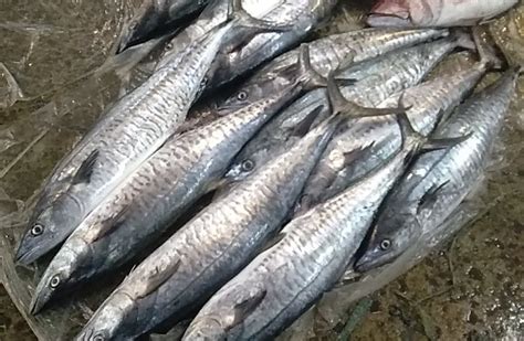 Fresh Tanigue Whole (~1.5-2.5kg) – Fisherscart Seafood Store