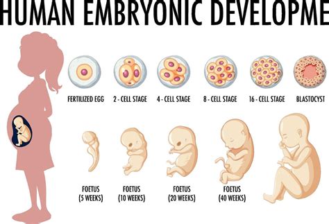 diagrama que muestra el desarrollo embrionario humano 8336999 Vector en Vecteezy