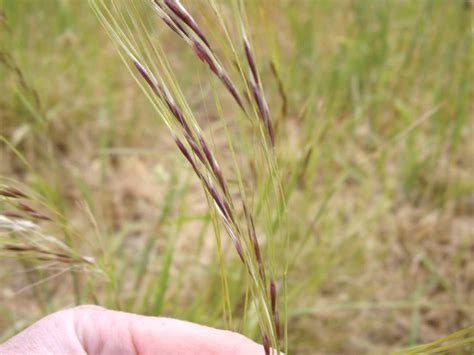 Chilean Needle Grass - NZ Landcare Trust