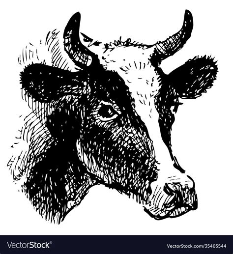 Drawing a head black and white cow Royalty Free Vector Image