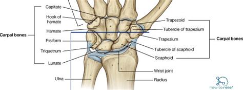 Carpal Bones Anatomy » How To Relief