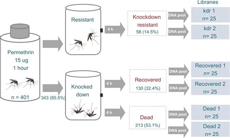 Yellow fever mosquitoes evolve different strategies to resist pesticides