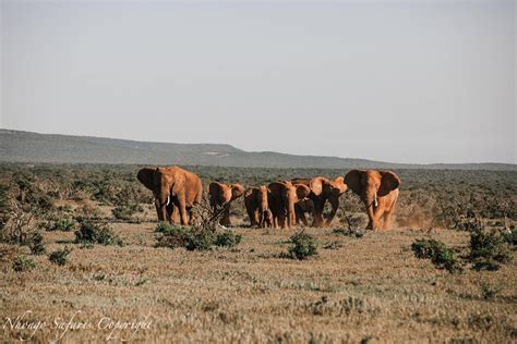 A wonderful photo of a herd of elephants taken on the open plains ...