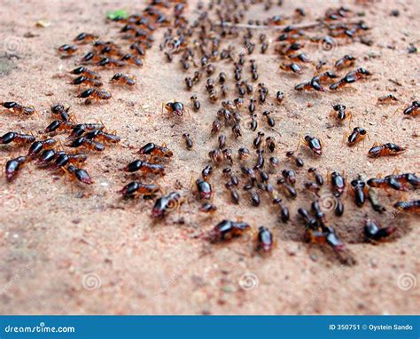 Marching ants stock image. Image of wildlife, outside, insects - 350751