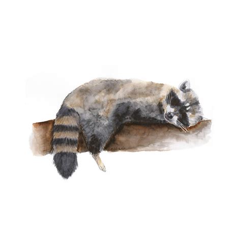 Sleeping Baby Raccoon | Nursery Art | Tiny Toes Design