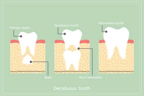 Deciduous Teeth (And their importance) - Dentist Ahmed : Official Website