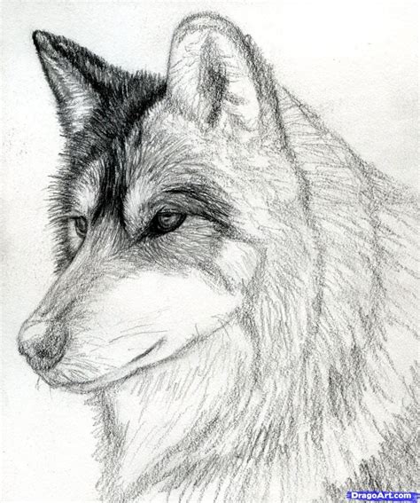 How To Draw A Sketched Wolf | Sketch Drawing Idea