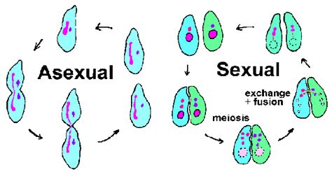 #125 Summary of Reproduction | Biology Notes for IGCSE 2014 & 2022