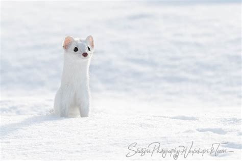 Ermine – Stoat in a Winter Coat - Shetzers Photography