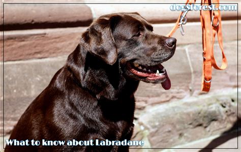 Labradane Growth Chart (Weight Chart & Size Chart)