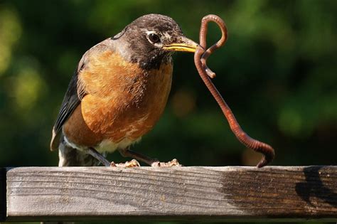 Picture Of A Bird Eating A Worm - PictureMeta