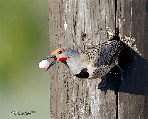 Northern Flicker Eggs | Northern Flicker (Red-shafted) With Egg Sea Birds, Wild Birds, Northern ...