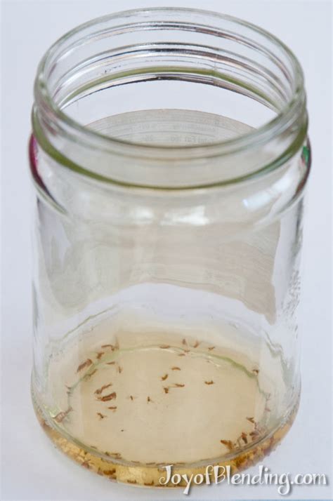 Simple Fruit Fly Trap - Joy of Blending