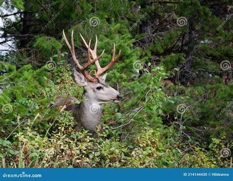 Trophy Mule Deer Buck, 8 Point In Velvet. Wild Majestic Deer In Natural ...