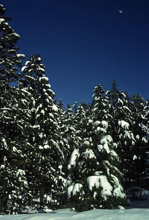 Snowy Evergreens Photograph by Sally Weigand - Fine Art America