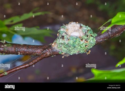 Ruby Throated Hummingbird Nest Stock Photos & Ruby Throated Hummingbird ...