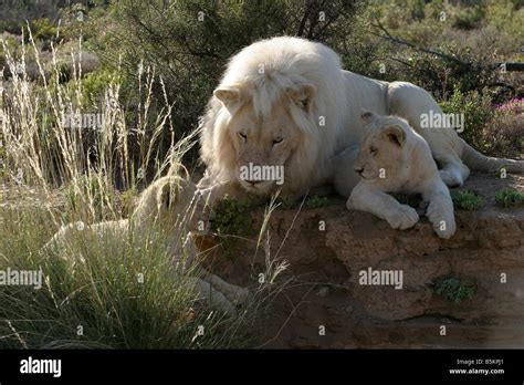 White Lion male and cub Stock Photo - Alamy