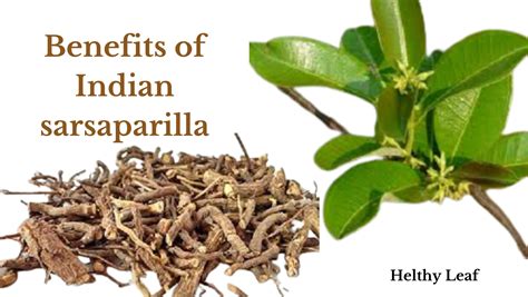 Amazing Benefits of Indian Sarsaparilla - Helthy Leaf