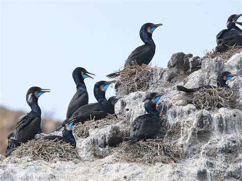 Brandt's Cormorant (U.S. National Park Service)