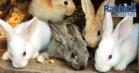 Best & Most Popular Pet Rabbit Breeds — Rabbit Care Tips