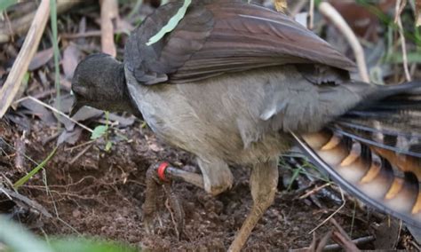 7 Fun facts about the superb lyrebird – WWF-Australia | 7 Fun facts ...