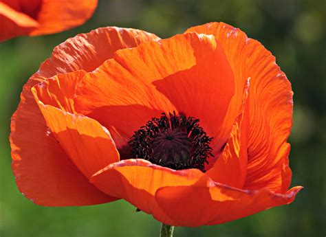 Free picture: red poppy, flower, garden, petal, blossom, horticulture ...