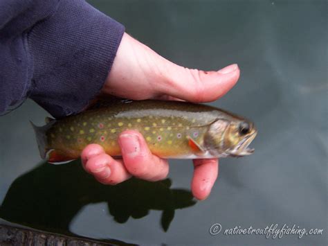 Native Trout Fly Fishing: Brook Trout