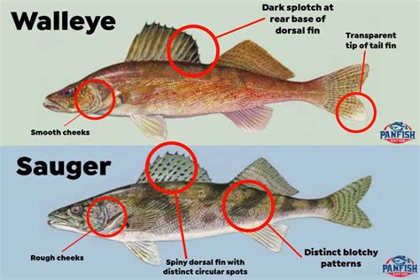 Walleye Versus Sauger, What Is the difference? | Women's Fishing Network