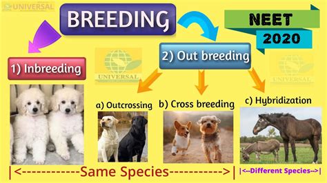 NEET Bio - Inbreeding, Out breeding, and Cross breeding | CBSE Class 12 Biology Animal breeding ...