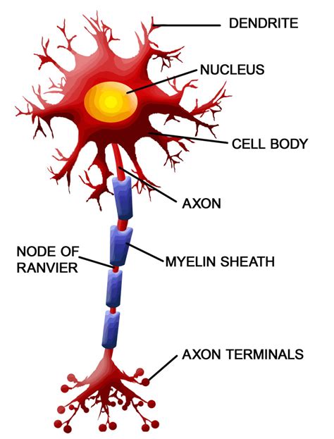 Parts Of A Neuron With Labels