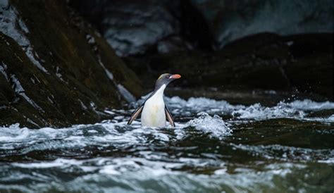 Macaroni Penguins - Antarctic and Southern Ocean Coalition