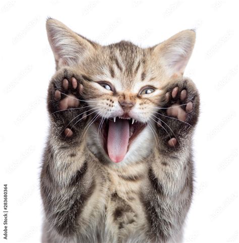 Funny kitten cat portrait with open mouth and two paws uoisolated Stock ...