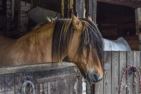 Do Horses Sleep Standing up? - Seriously Equestrian