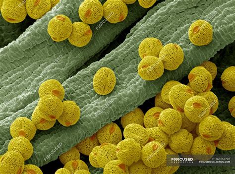 Pollen grains from a bellflower — flowering plants, sem - Stock Photo ...