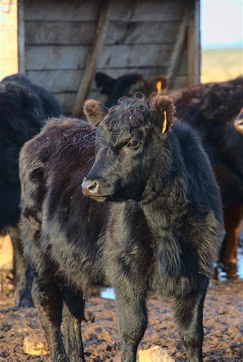 Aberdeen Angus bull 12000031 Stock Photo at Vecteezy