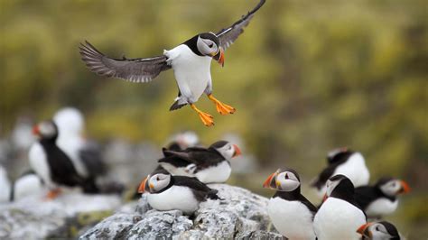 Puffins On Farne Island, Northumberland | ubicaciondepersonas.cdmx.gob.mx