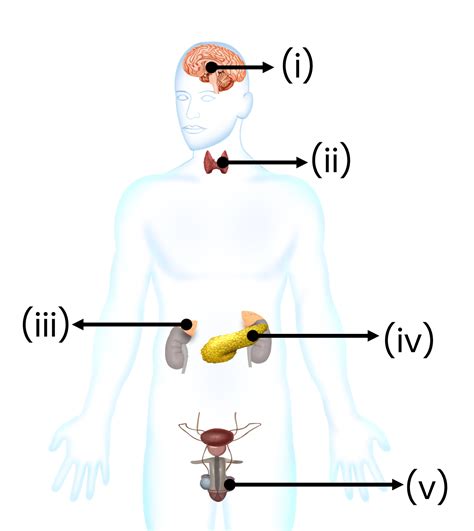 The given figure represents the location of various endocrine glands in ...