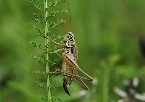 Sapevi che i grilli possono dirci la temperatura dell'ambiente?