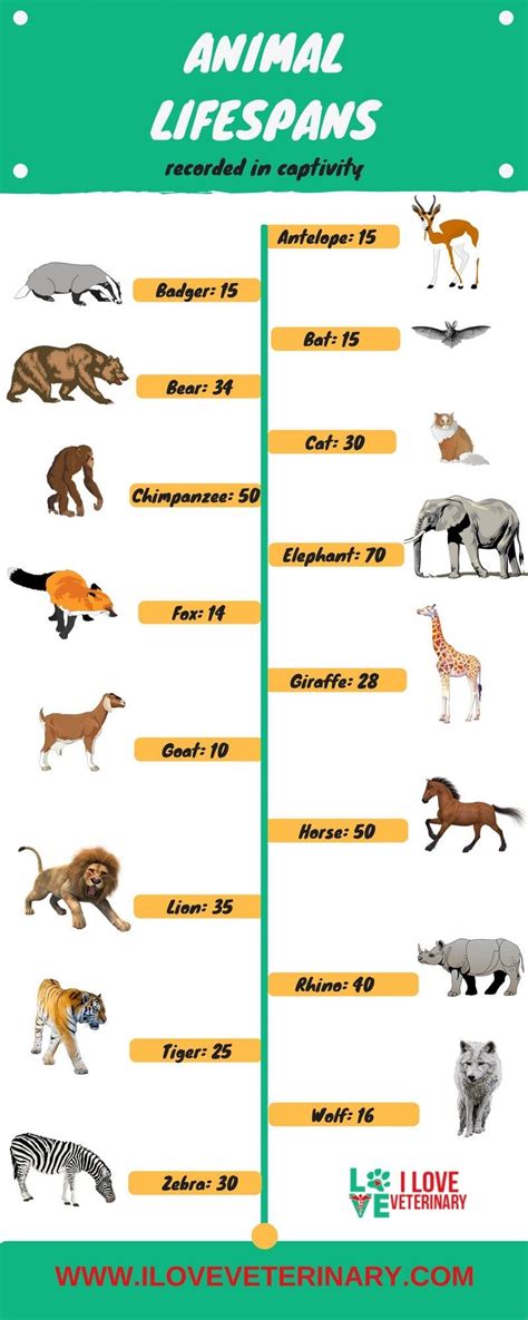 Animal Lifespans in Captivity - I Love Veterinary