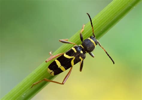 The Strange World of Insects That Mimic Other Insects