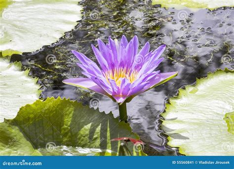 Blooming Blue Water Lily Pond at Hindu Temple, Nusa Penida, Indonesia ...