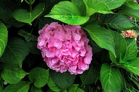 Download Pink Flower Leaf Flower Nature Hydrangea HD Wallpaper