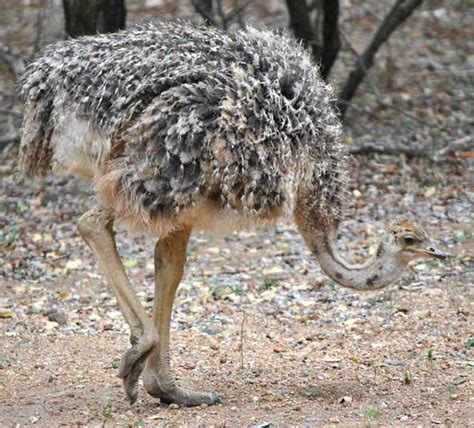 Ostrich Chicks Growing | Wildmoz | Magazine