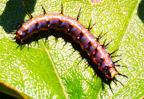 Gulf Fritillary Caterpillar - What's That Bug?