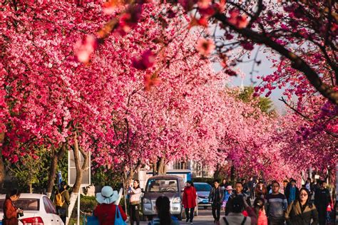 Dali University DU - China Admissions