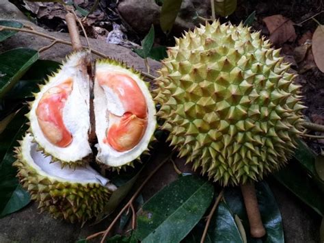 7 Hal Tentang Durian Merah Yang Harus Anda Ketahui - seruni.id