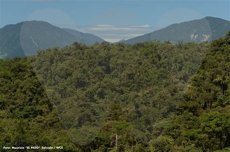 MORE THAN HALF OF THE WORLD’S FORESTS HAVE THEIR INTEGRITY AFFECTED > WCS Colombia