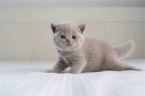 British Shorthair Lilac Cat, Cute and Beautiful Baby Kitten, Learning To Walk on a Soft Bed ...