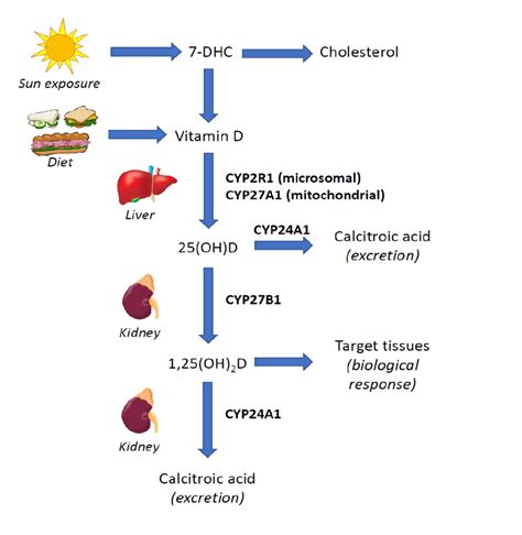 Vitamin D metabolic pathway. | Download Scientific Diagram